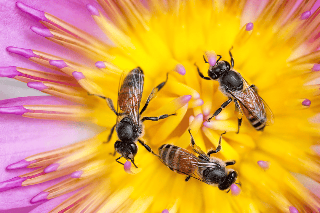 The Buzz About Bees: Why They Matter and How You Can Help