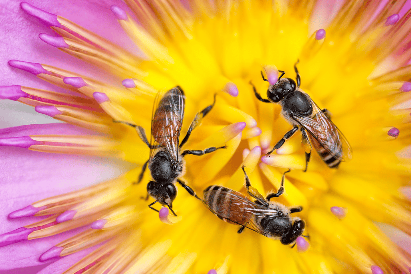 The Buzz About Bees: Why They Matter and How You Can Help