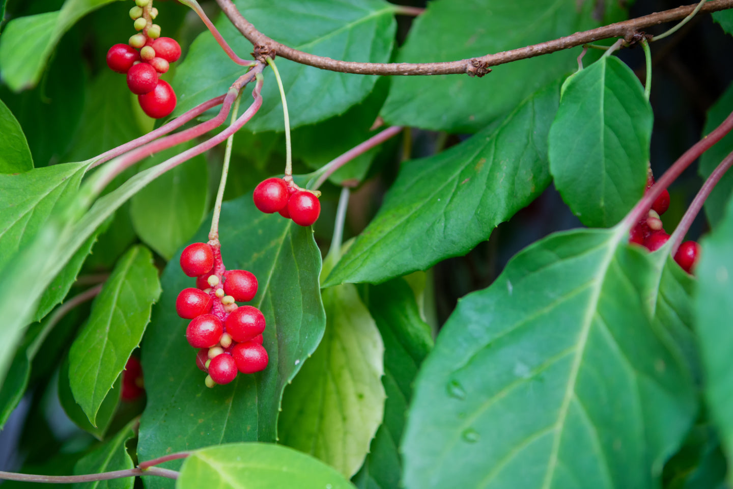 red berries on a bush