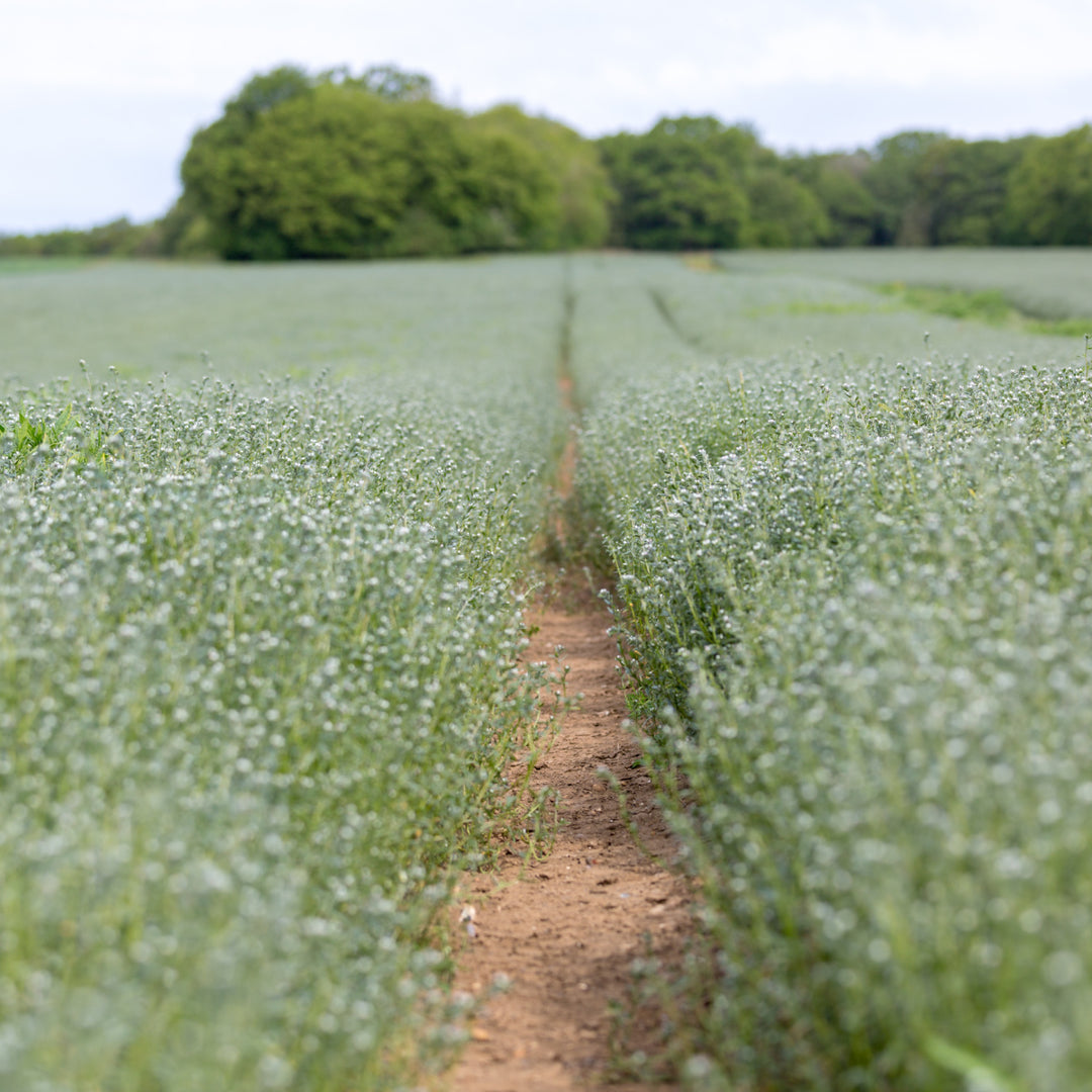field of ahiflowers, the main ingredient in our plant based omega liquid supplement