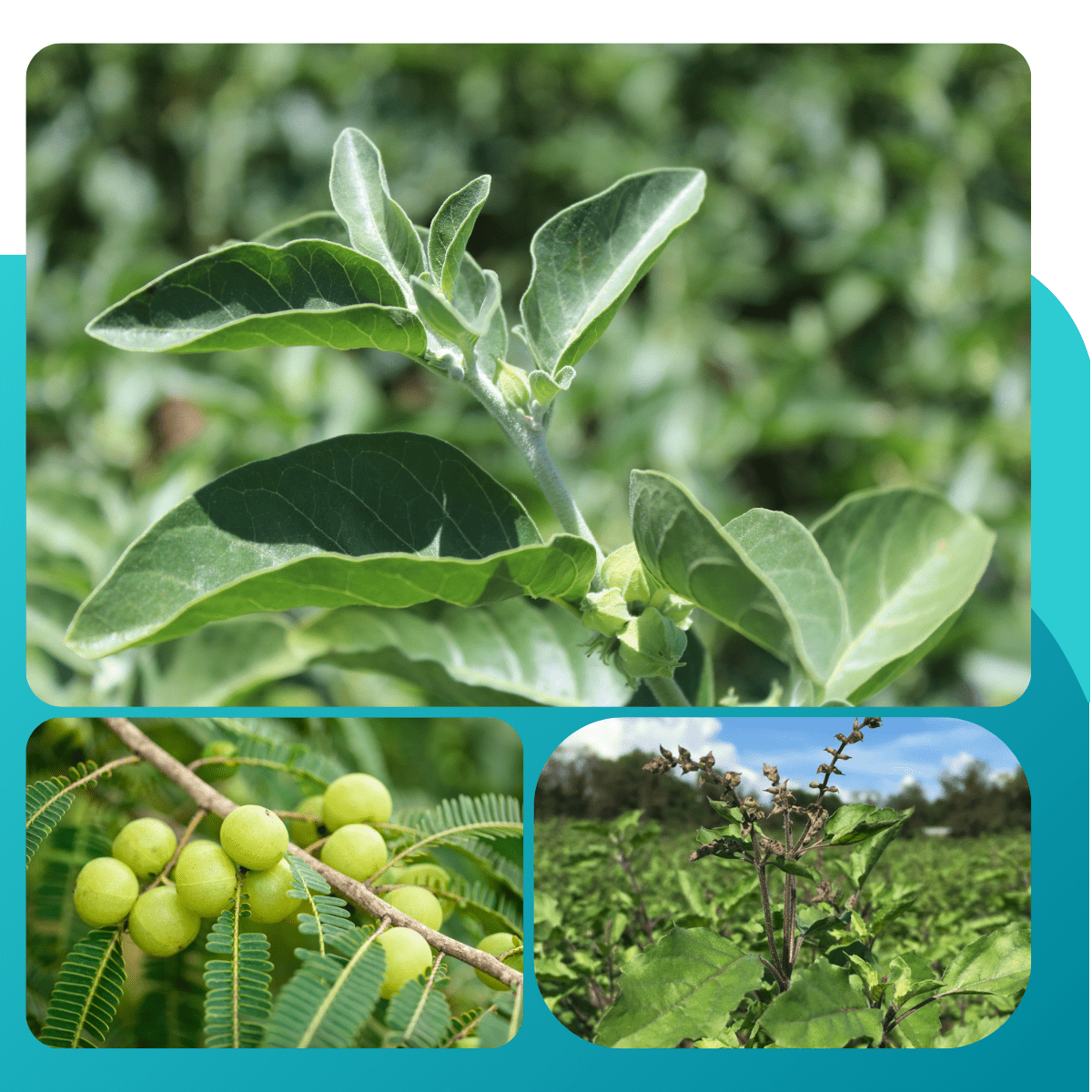 Close-up of ingredients in Bold Ashwagandha Plus: Ashwagandha, Holy Basil, and Amla, a triple adaptogen formula offering the best ashwagandha supplement for stress relief, anxiety support, and overall wellness