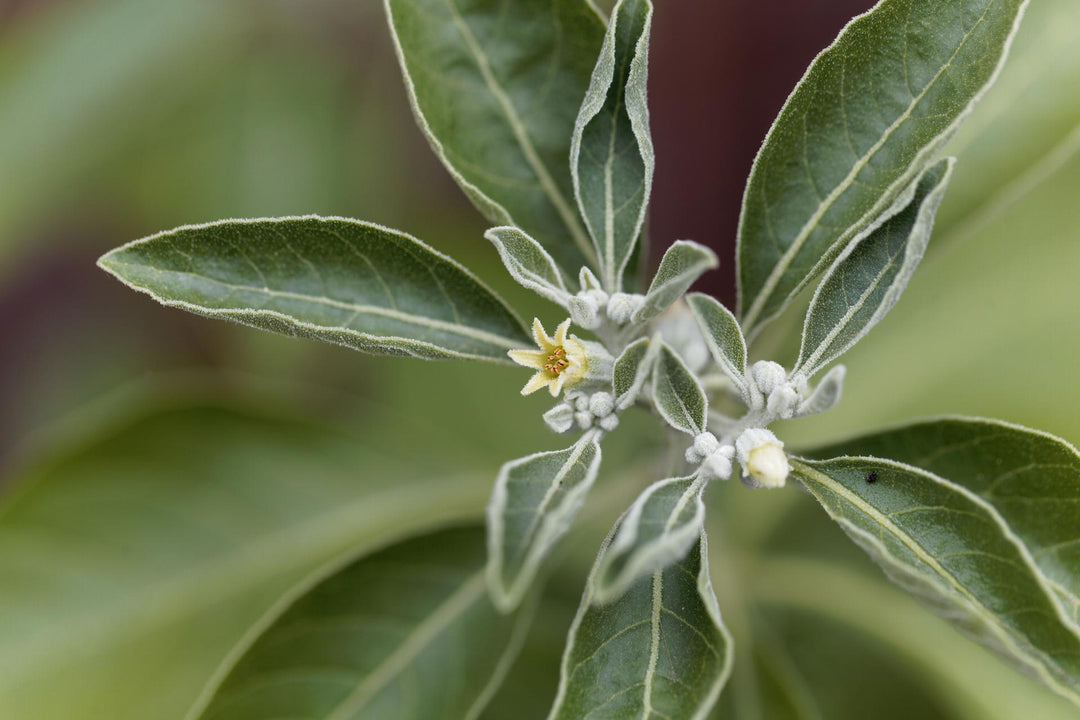 Organic ashwagandha leaves and flowers, key ingredients in the Bold Ashwagandha Plus supplement, supporting stress relief, relaxation, and restful sleep.