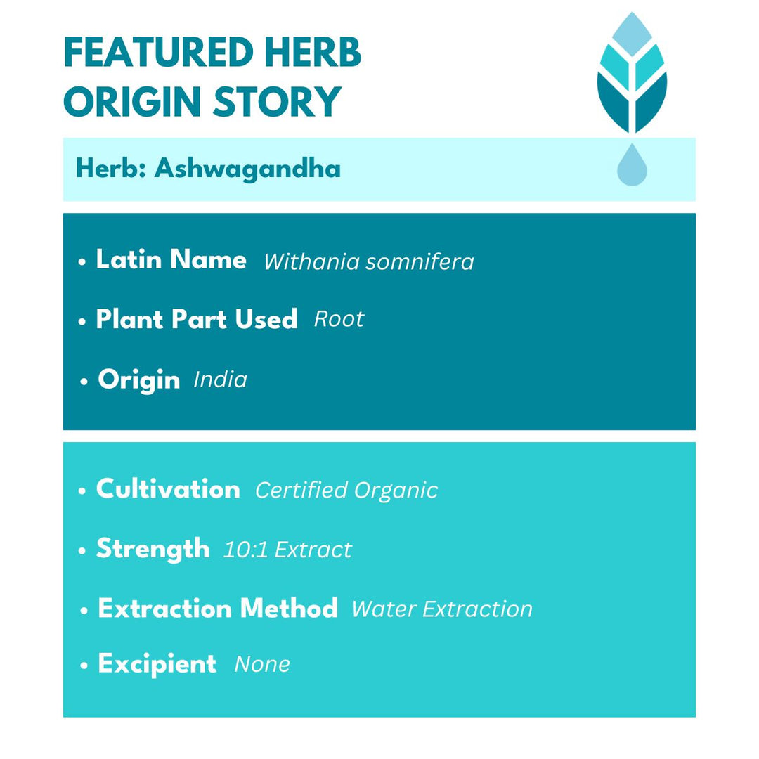 Herb story for Ashwagandha, sourced from India, with certified organic root used in Bold Ashwagandha Plus supplement for enhanced stress relief and anxiety support.
