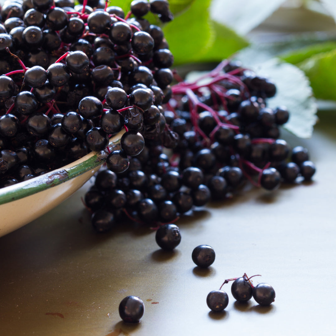 bowl of elderberries, natural immune support and antioxidant superfood
