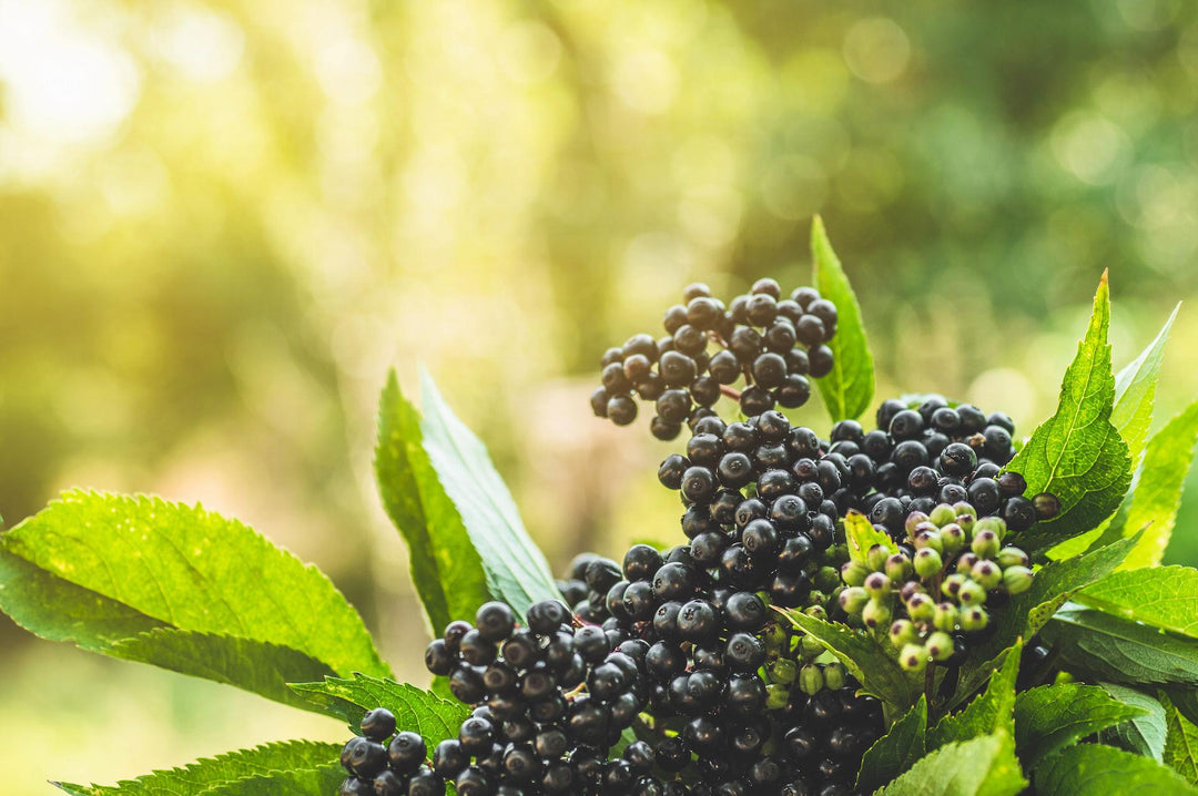 elderberry plant with elderberries