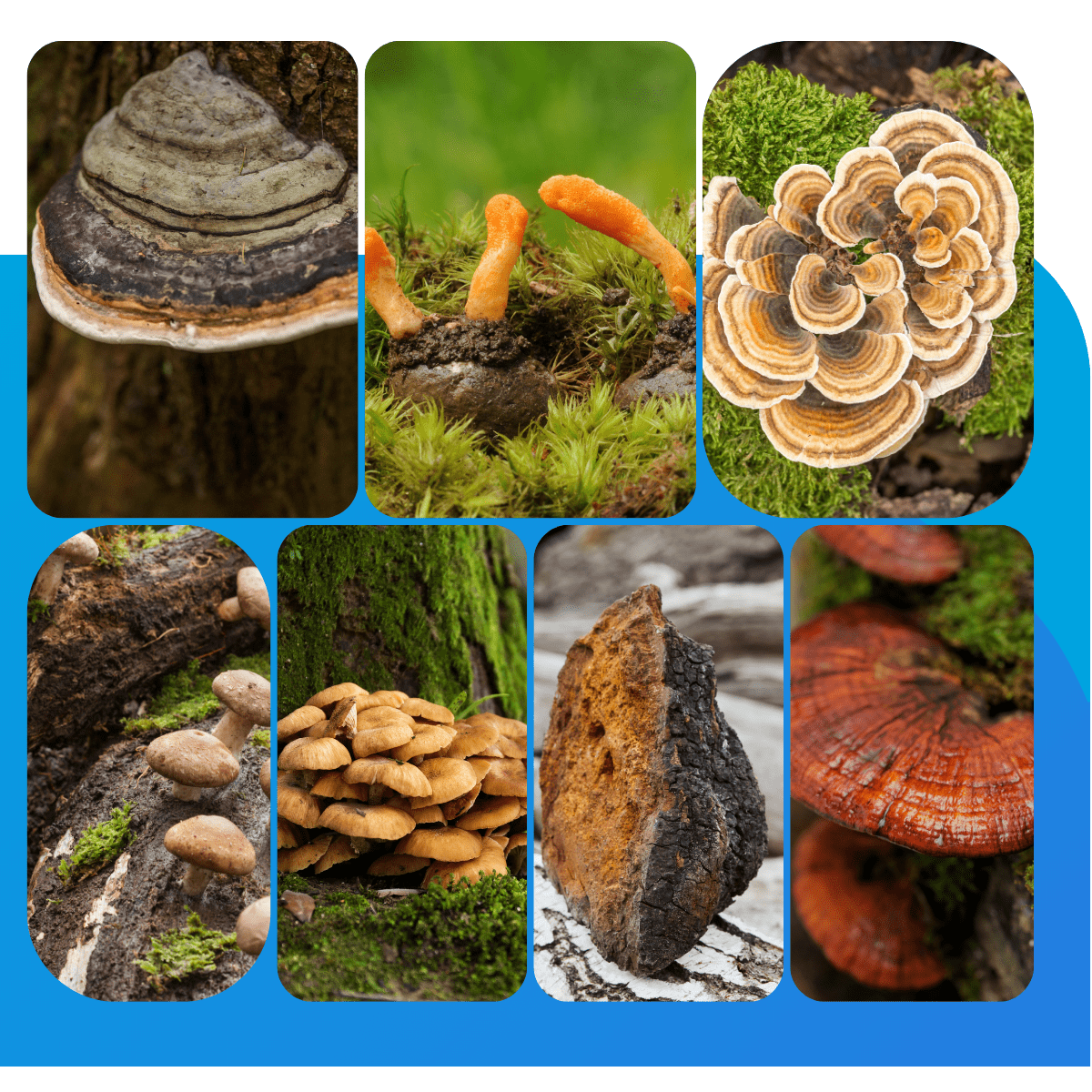 seven different mushrooms found in our mushroom supreme 7 extract capsules