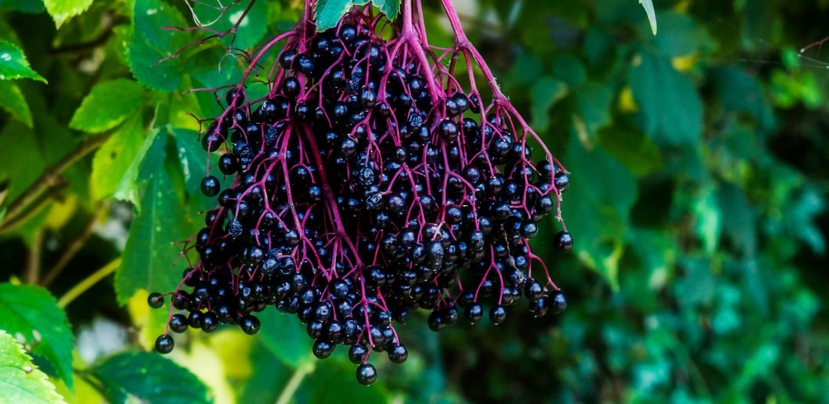 Cluster of ripe elderberries with green leaves in the background with sun shining through on the left side.