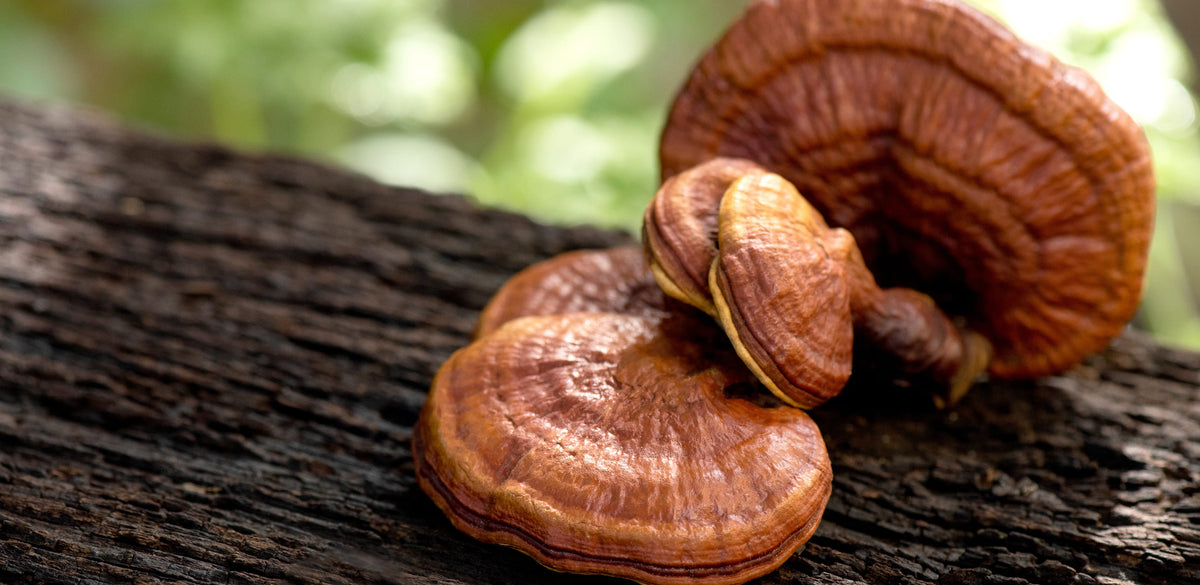 Close-up of turkey tail mushrooms growing on a dark weathered log with a blurred green outdoor background.