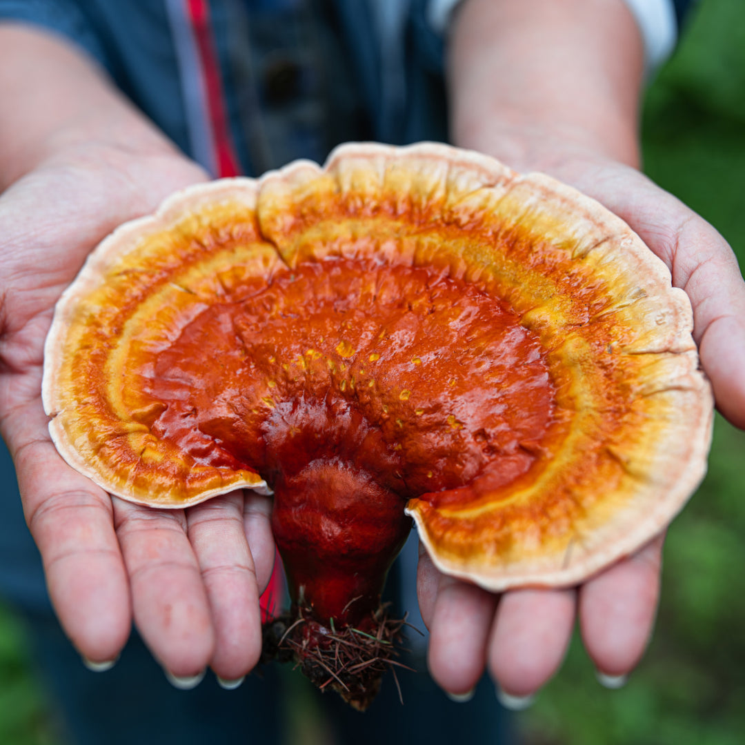 person holding a reishi mushroom