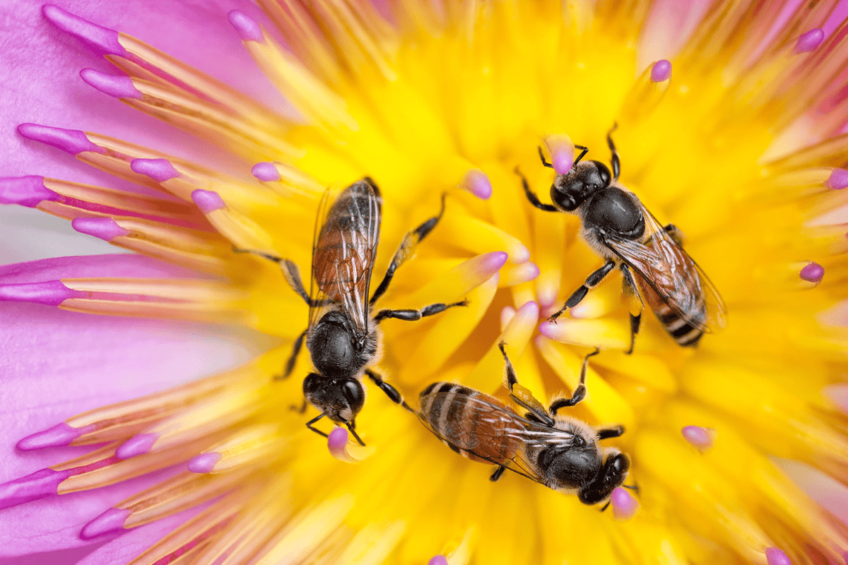 The Buzz About Bees: Why They Matter and How You Can Help
