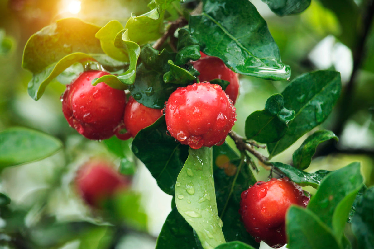 Ingredient: Acerola Cherry