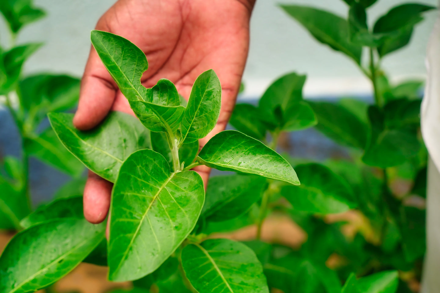 persons hand holding an ashwagandha plant