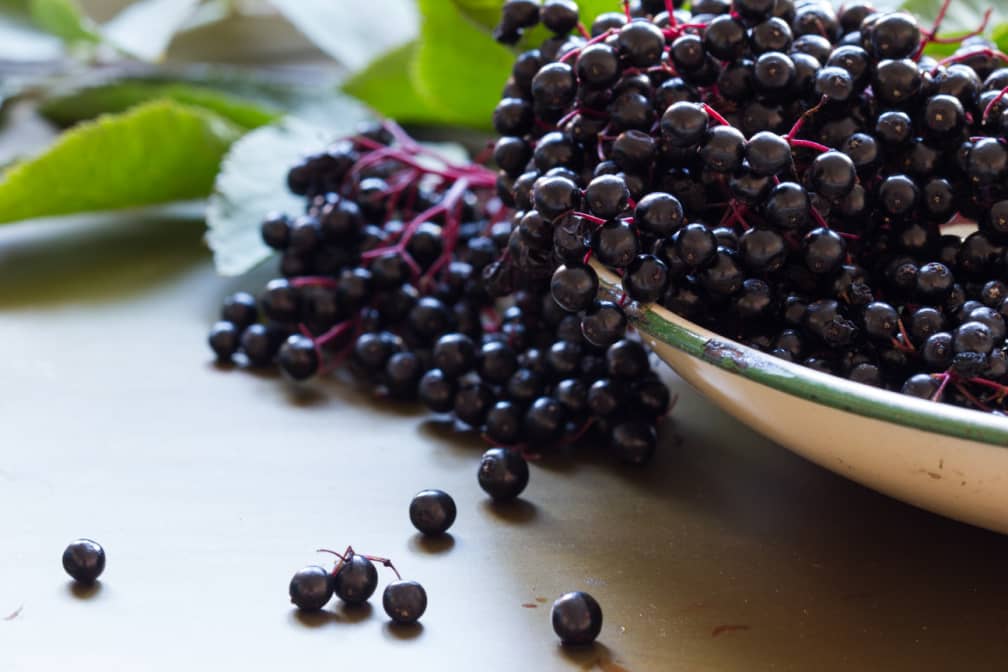 Elderberries in a bowl