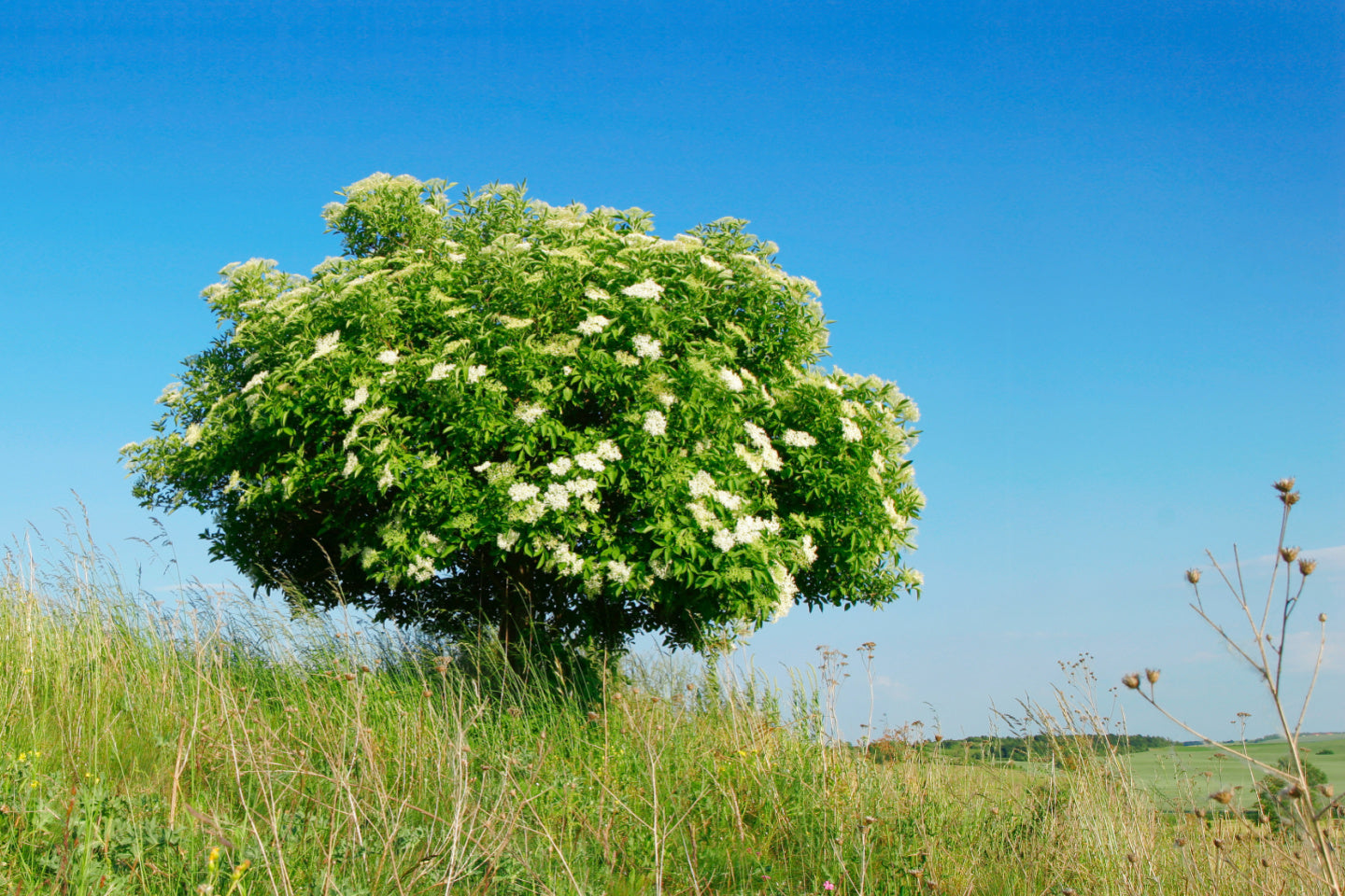 Elderberry Folklore: A Case for Sustainability