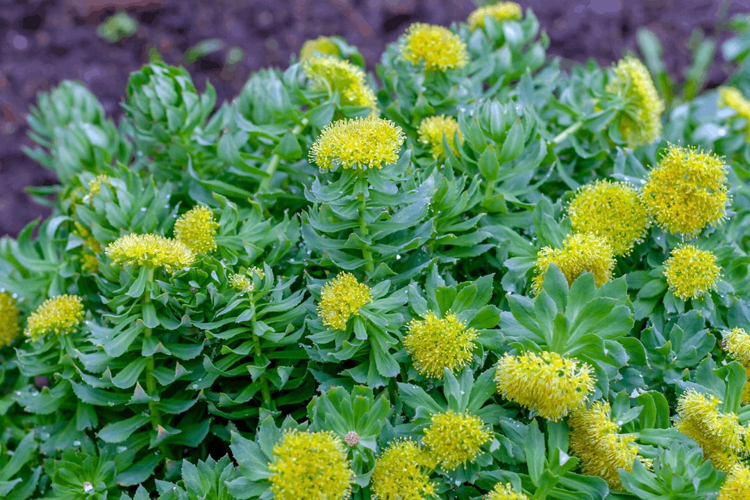 The Ancient Resilience of Rhodiola Rosea: From Viking Vigor to Modern Adaptogen