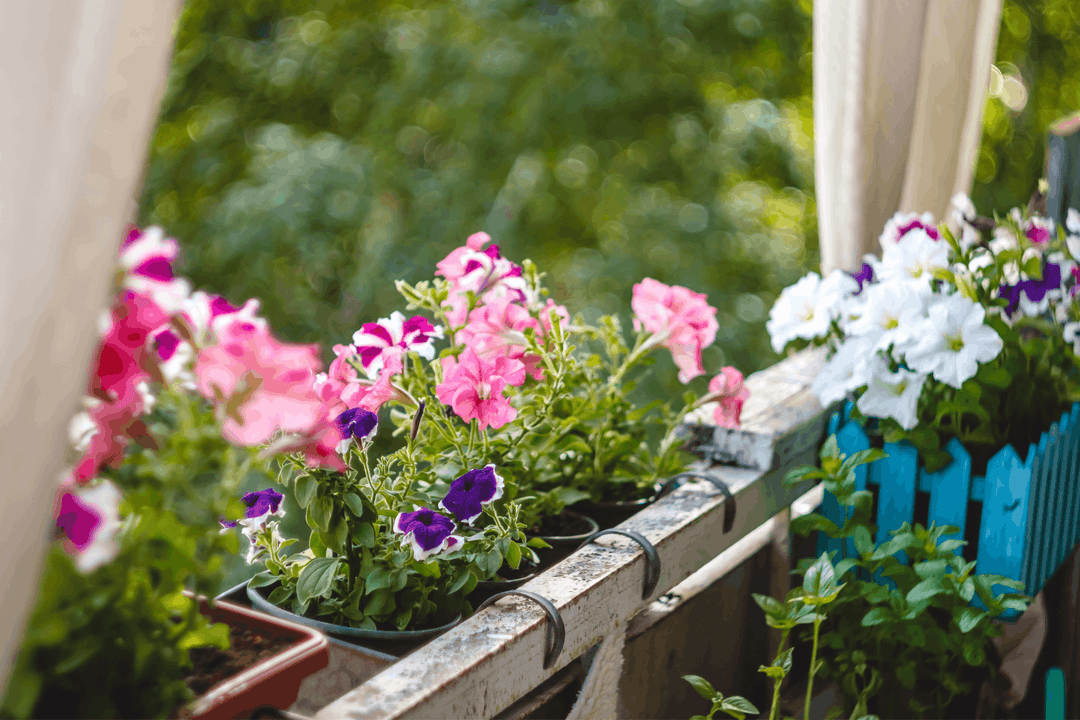 Pollinator Garden Balcony: How to Build a Small-Space Habitat for Bees and Butterflies