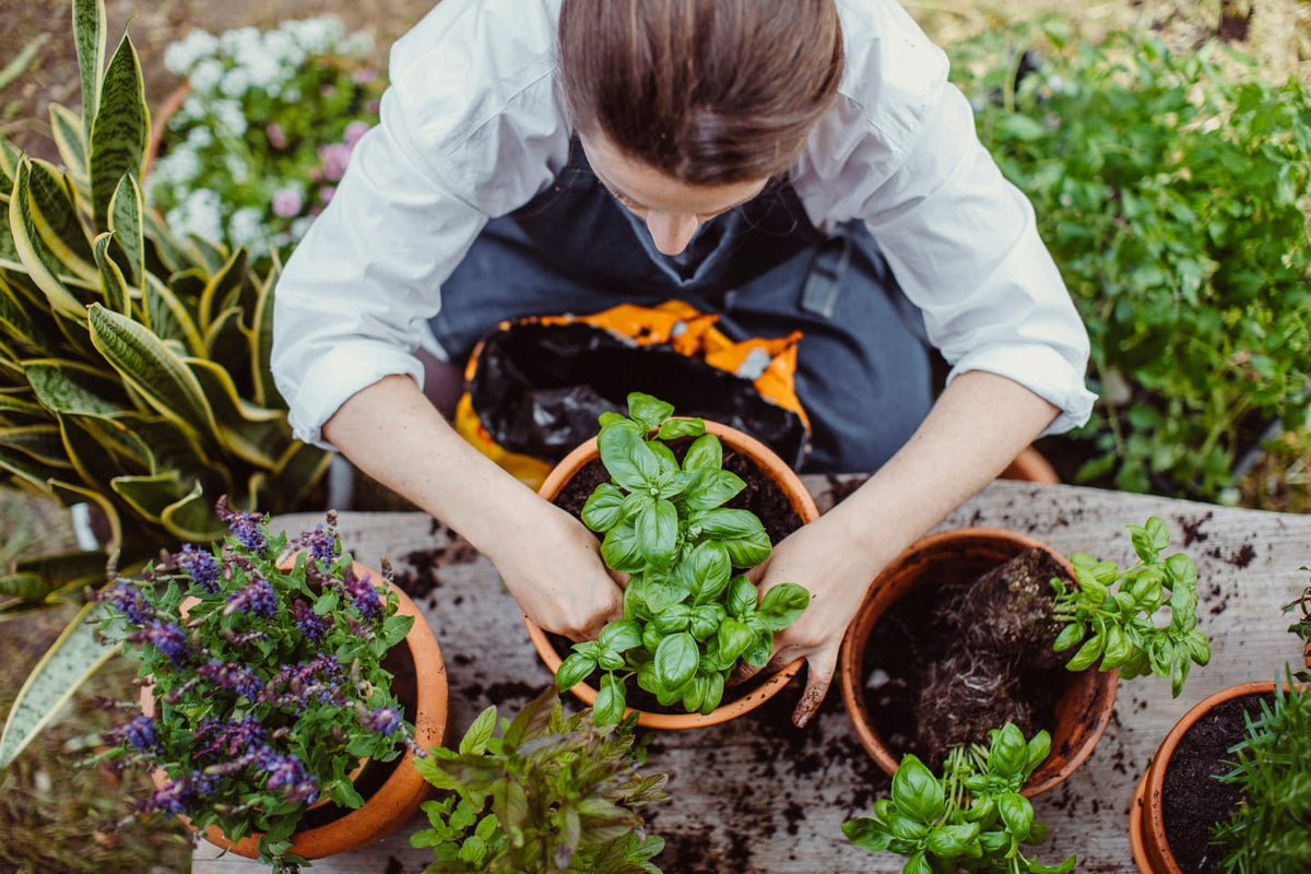 Nature’s Pharmacy: How “Therapeutic Gardening” Can Lower Cortisol and Improve Mental Health