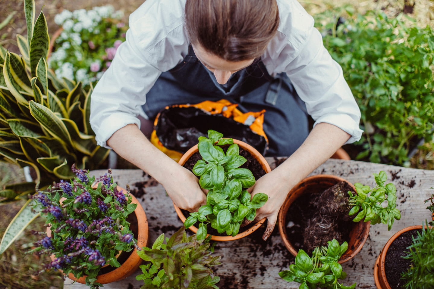 Nature’s Pharmacy: How “Therapeutic Gardening” Can Lower Cortisol and Improve Mental Health