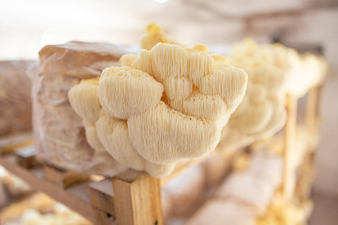 Mushrooms: Fruiting Body vs. Mycelium — The Truth About “Myco-Washing”