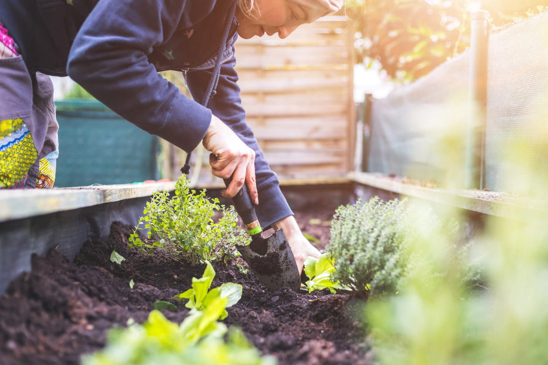 No-Till Gardening: Why Your Backyard Garden Needs Less Digging and More Soil Health