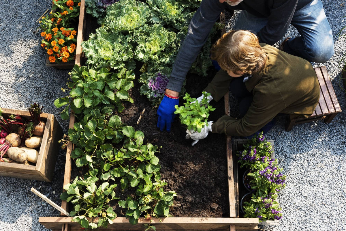 people working in a garden box