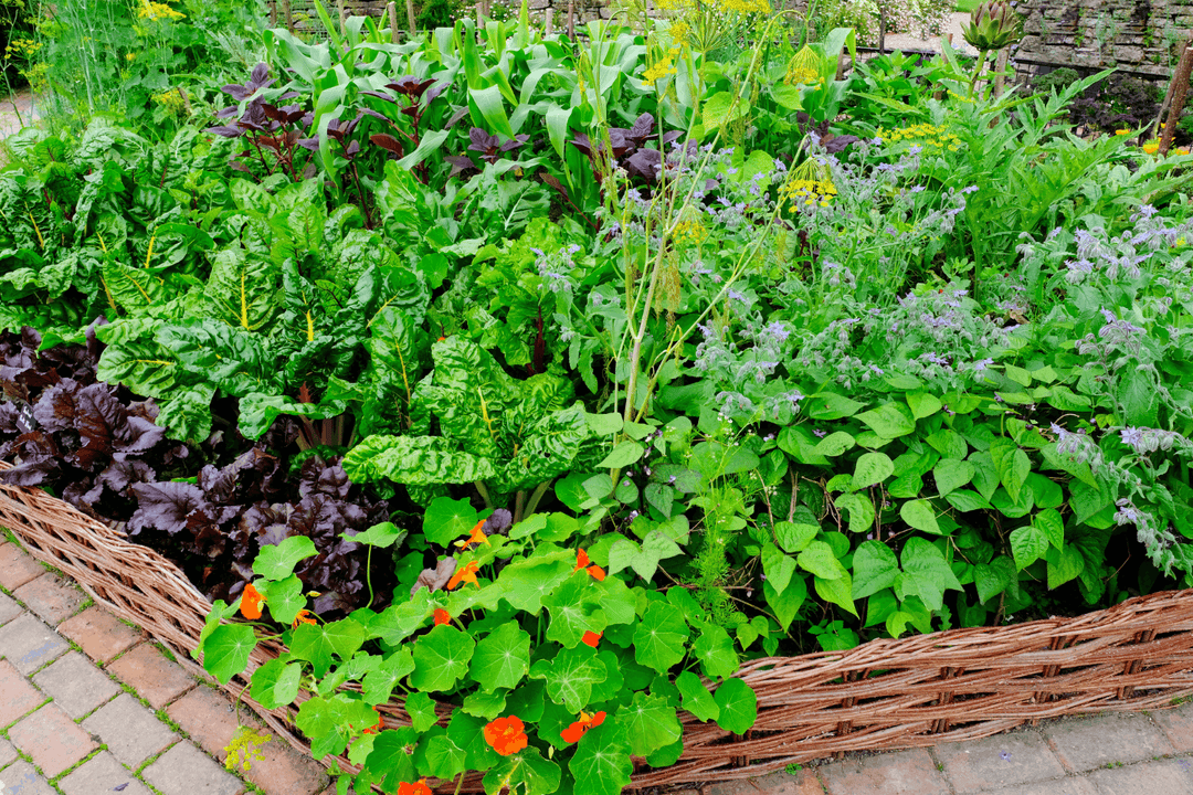 The Modern Victory Garden: Why Edible Landscaping Is Good for Your Family and the Planet