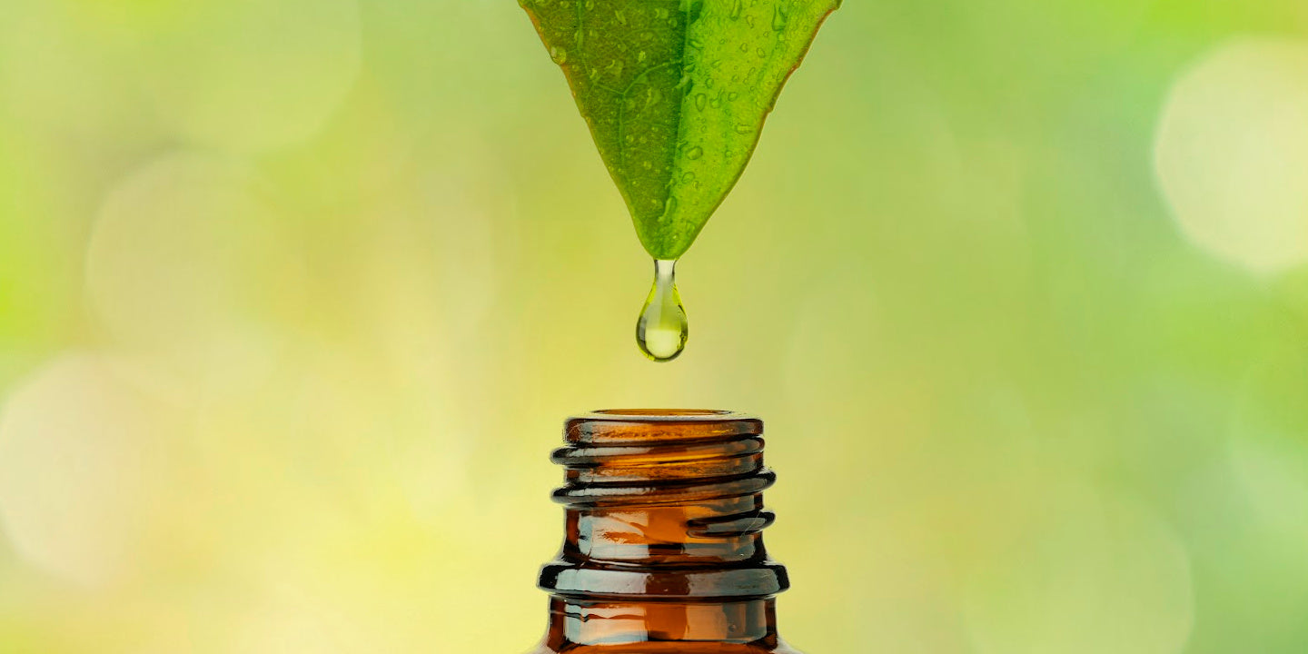 water dropping off of leaf into bottle