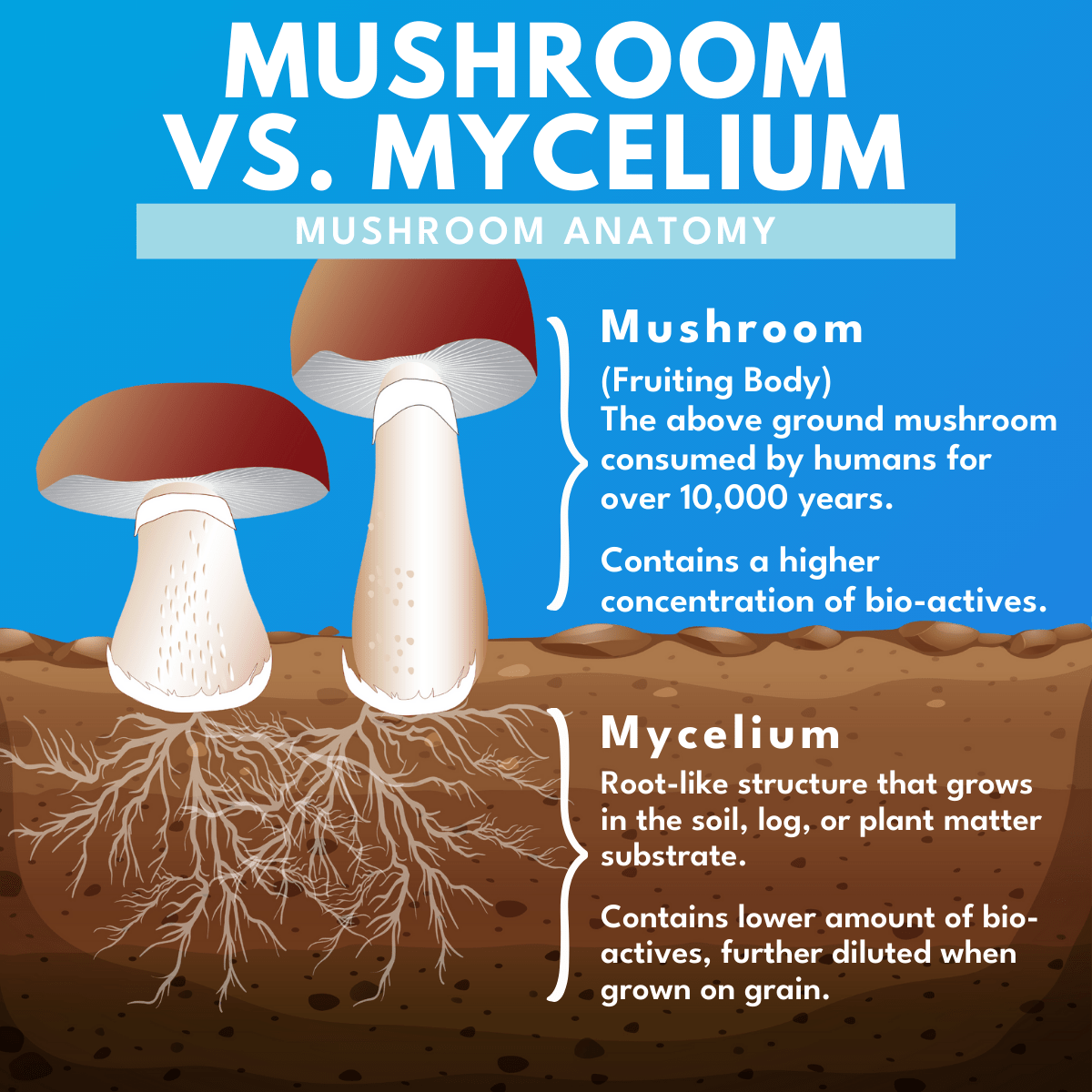 Anatomy of a mushroom vs mycelium in bold white text against a blue background.  with animated photo of mushrooms in dirt with roots showing and text to the right that discusses the difference between the mushroom and the mycelium. 