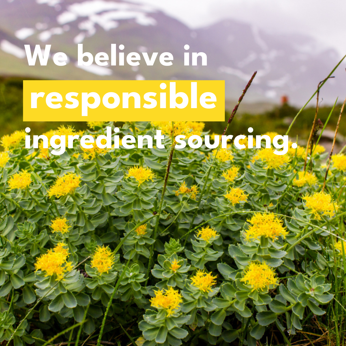 Yellow flowers with green leaves and a mountainous background, featuring text in bold white font that states We believe in responsible ingredient sourcing. 