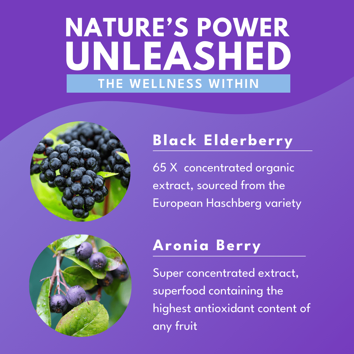 elderberry elixir informational graphic on black elderberry and aronia berry with bold white font against a purple background that reads Nature's Power Unleashed the wellness within.  photos of elderberry and aronia berry on left side of graphic 