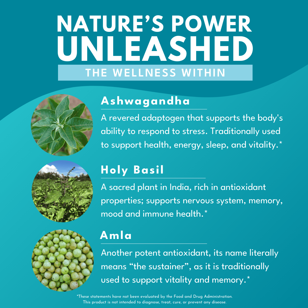Ingredients of Bold Ashwagandha Plus: Ashwagandha, Holy Basil, and Amla, a triple adaptogen formula for anxiety support, stress relief, and overall wellness.