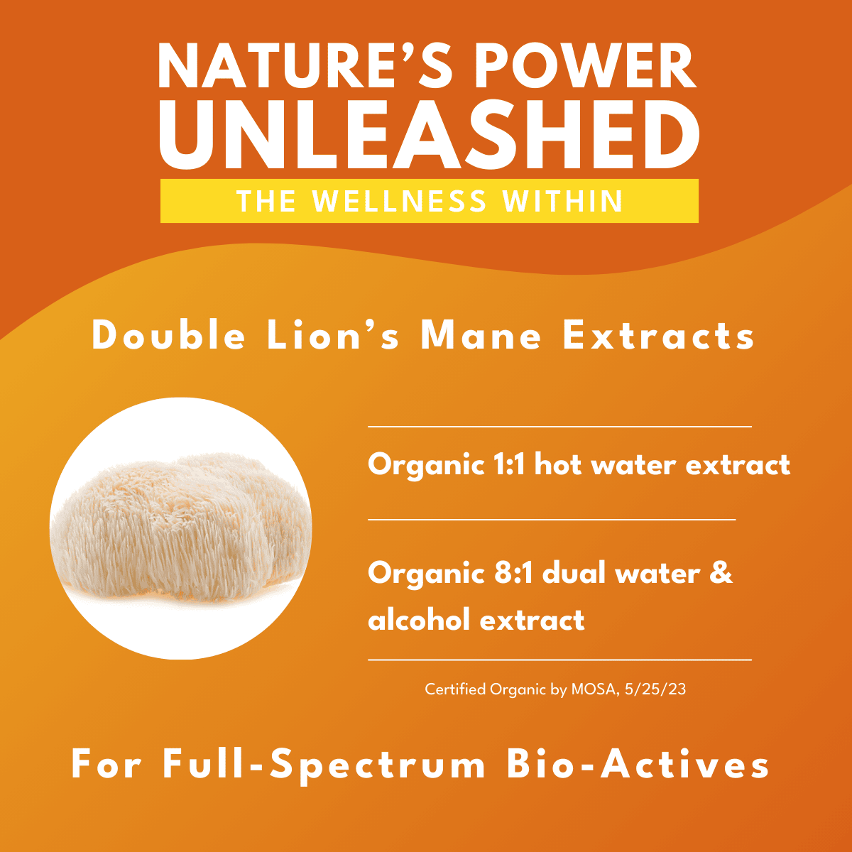 Graphic illustrating Bold Botanica’s dual-extract process for Lion’s Mane fruiting body capsules, featuring organic 1:1 hot water extract and organic 8:1 dual water and alcohol extract for full-spectrum vegan nootropic support.