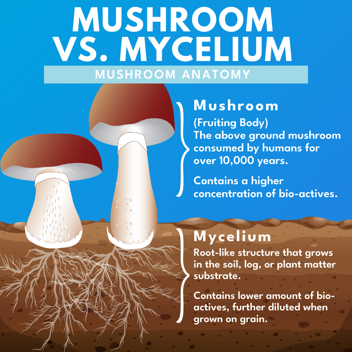 Version 2 Anatomy of a mushroom vs mycelium in bold white text against a blue background.  with animated photo of mushrooms in dirt with roots showing and text to the right that discusses the difference between the mushroom and the mycelium. 
