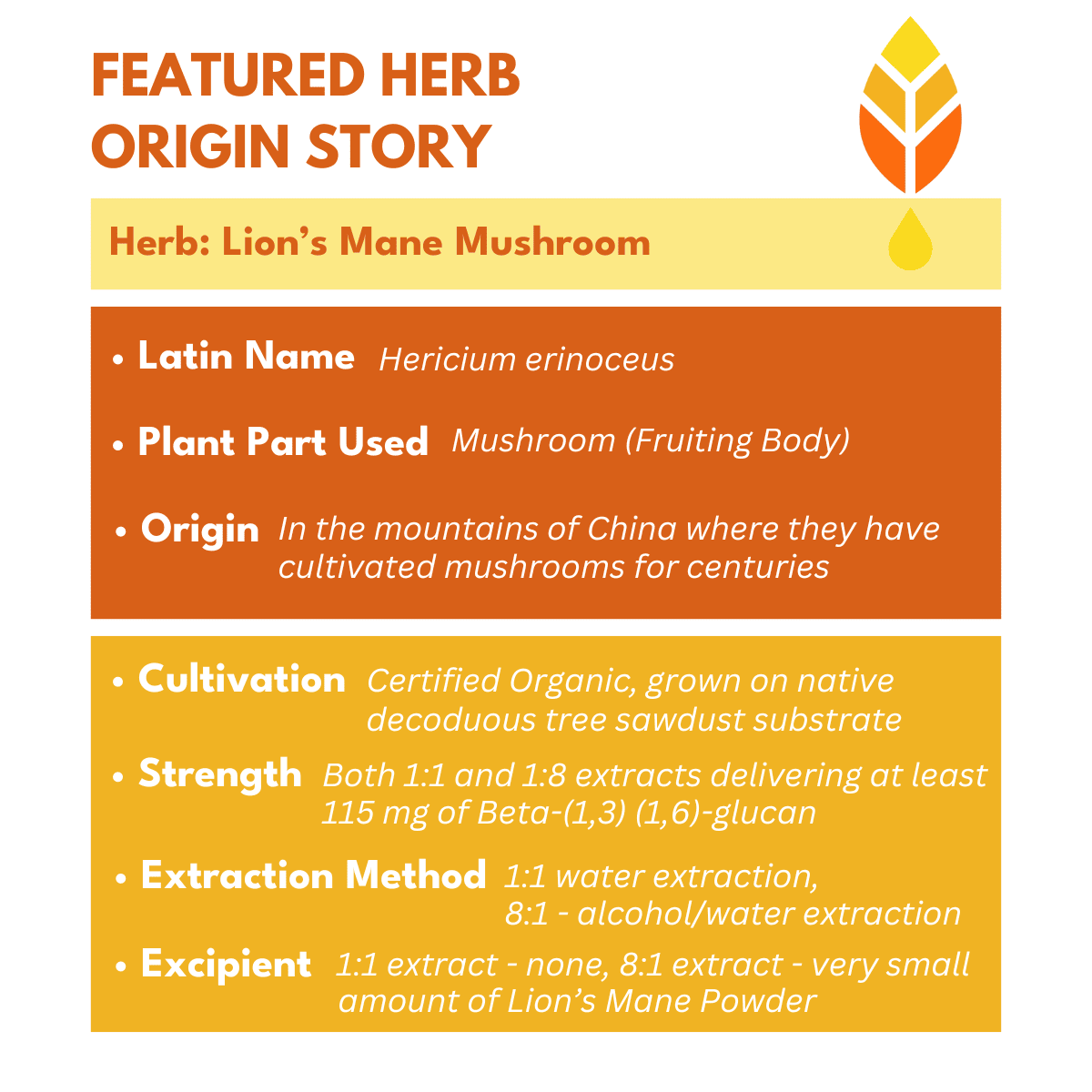Herb spotlight graphic featuring Lion’s Mane—highlighting the ingredient in Bold Botanica’s organic Lion’s Mane fruiting body capsules as a vegan nootropic supplement.