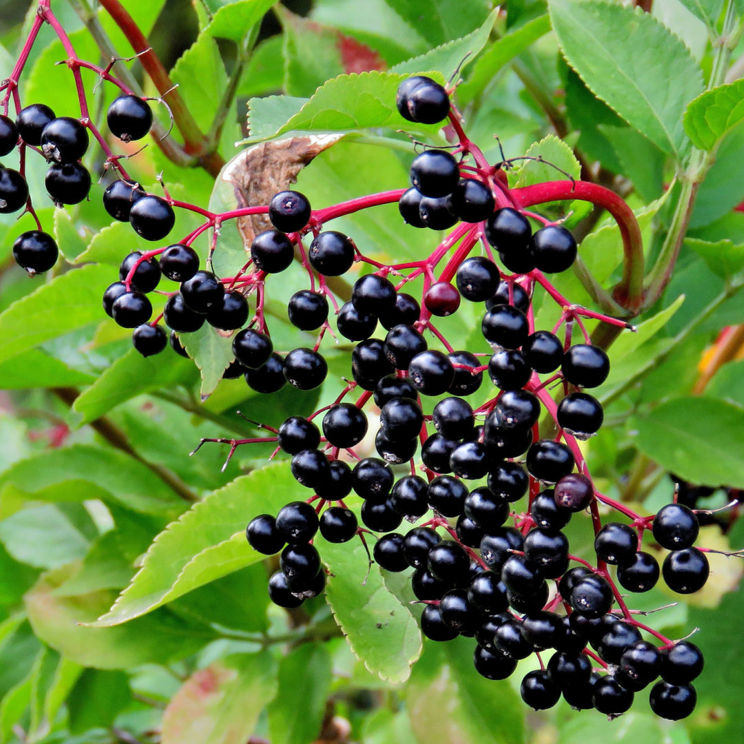 Limb of an elderberry bush with elderberries