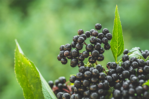 elderberry plant with elderberries