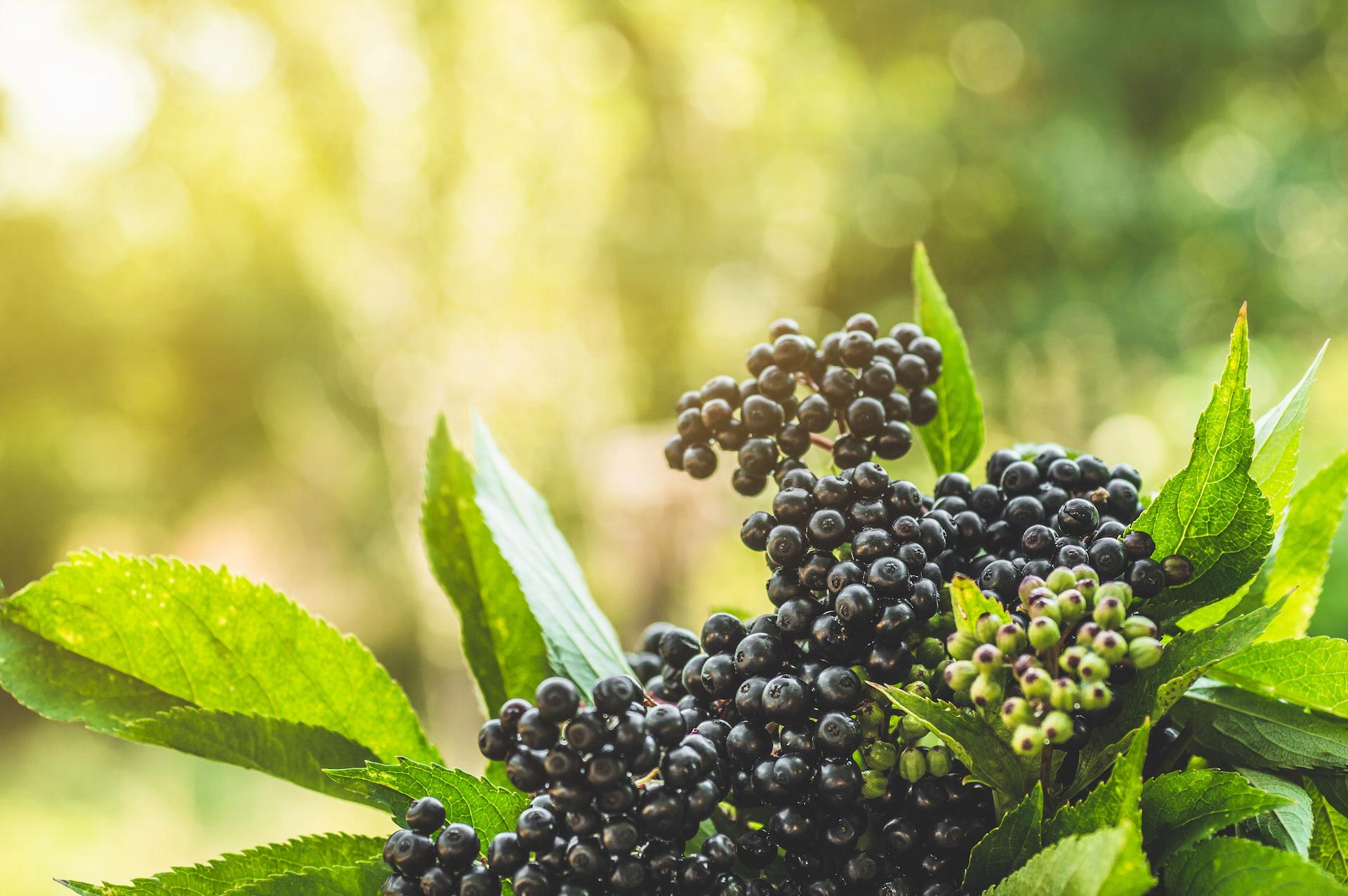 elderberry plant with elderberries