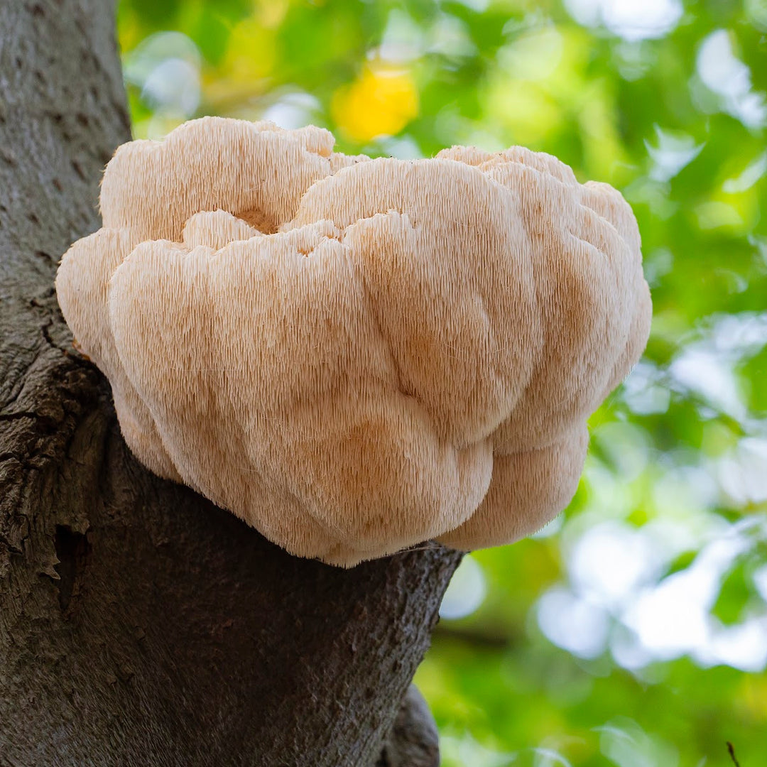 A large lion's mane mushroom hanging on a tree