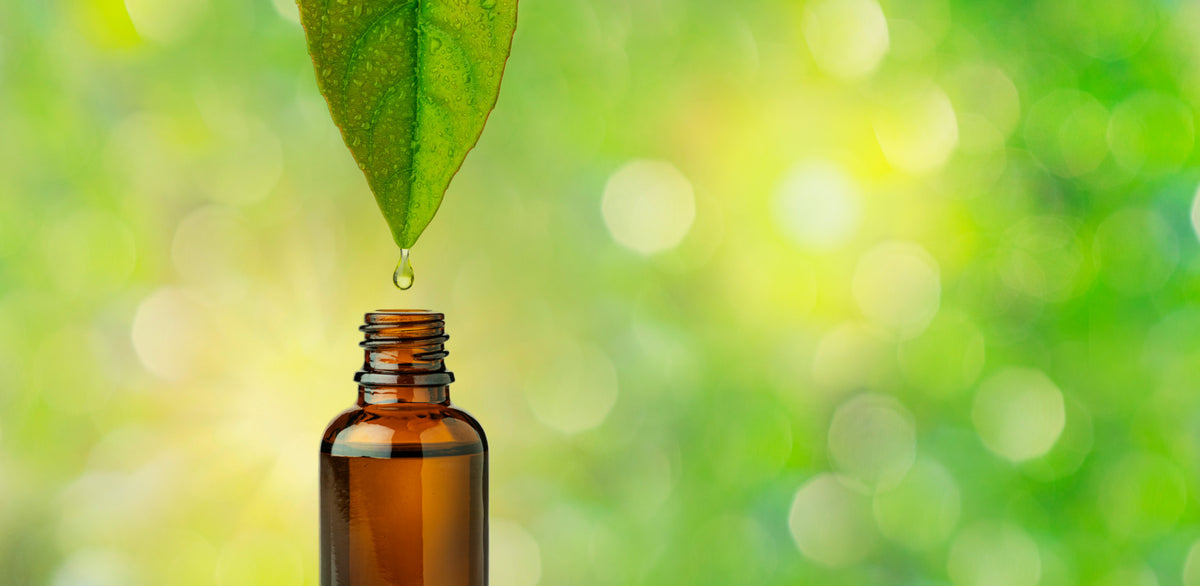 Liquid Extract Icon Why We Love (& Make) Herbal Liquid Extracts | Bold Botanica