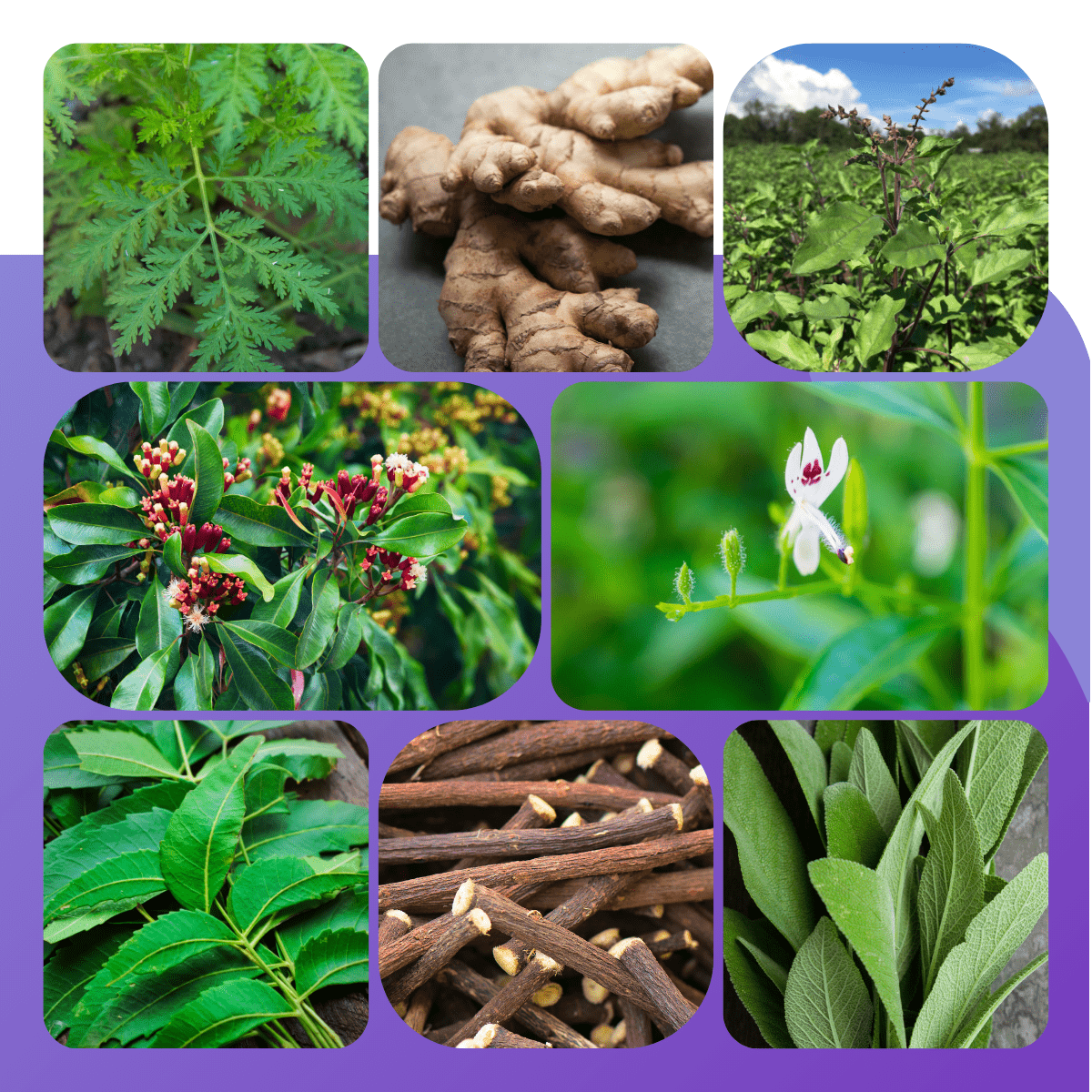 pictures of plant sword extract ingredients