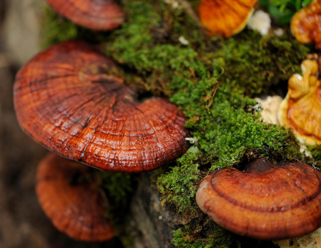 reishi mushrooms growing on moss