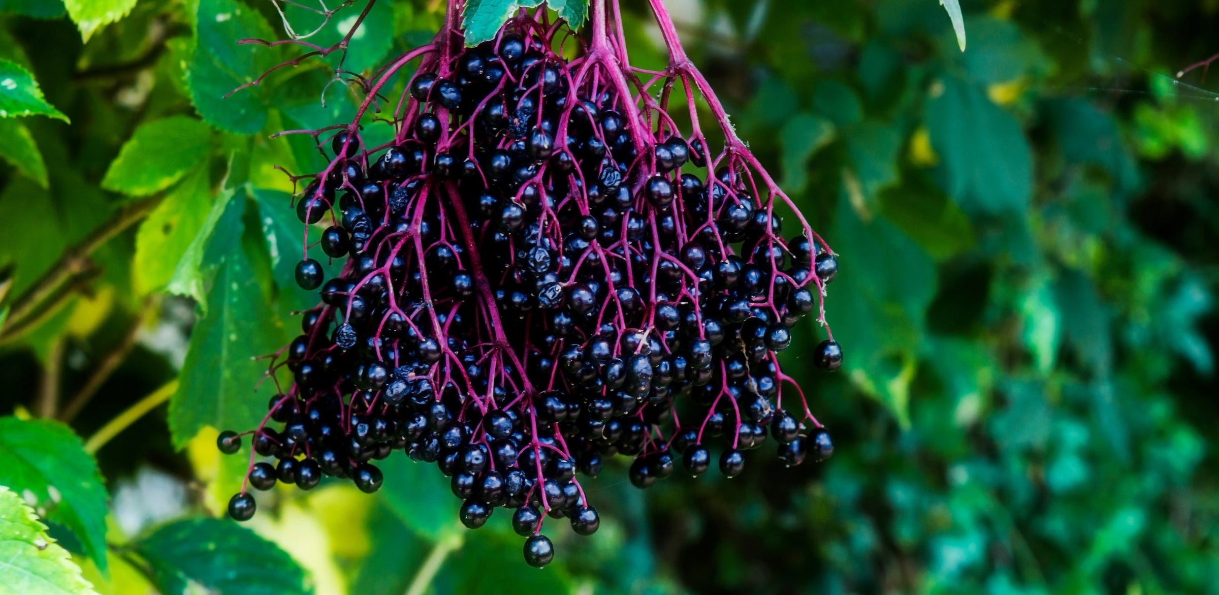 Cluster of elderberries with green leaves in the background