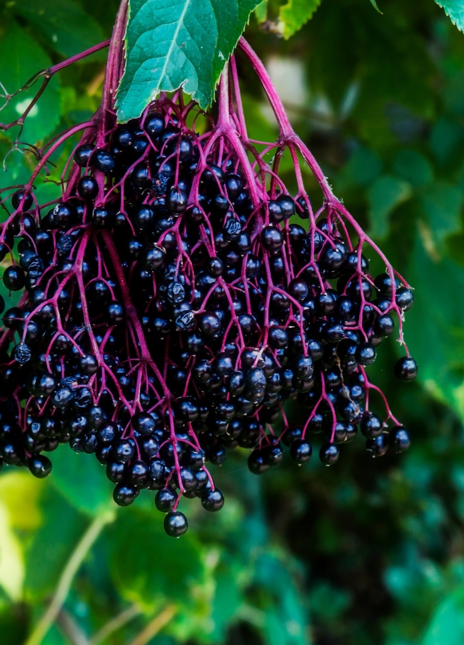 Bunch of elderberries with green leaves on a blurred green background
