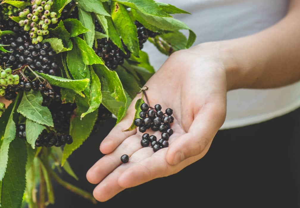 hand full of elderberries