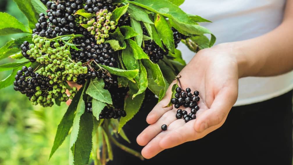 hand full of elderberries next to elderberry plant with more bunches of berries and green leaves. 