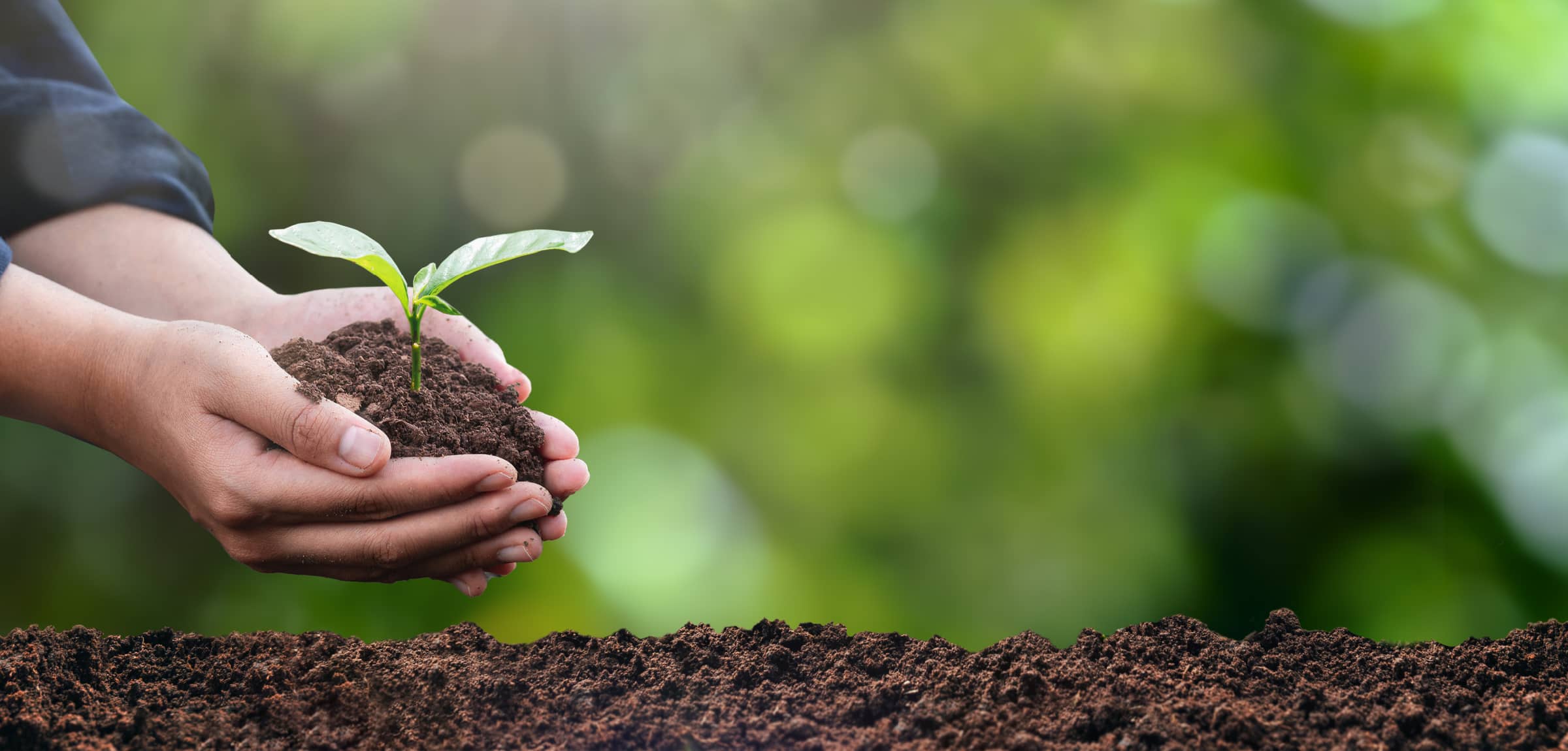 Up close photo of a hand carrying a handful of soil and a sapling to plant in loose soil