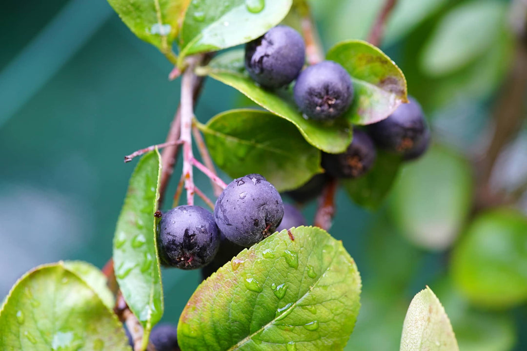 aronia leaves and berries